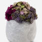 Bailey Cement Sedum Arrangement