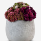Bailey Cement Sedum Arrangement