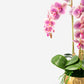 Wynn RealTouch Orchid Arrangement