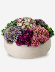 Georgina Sedum Arrangement