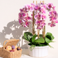Lugano RealTouch Orchid Arrangement
