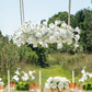 Aviana RealTouch Garden Chandelier