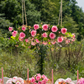 Rosalie RealTouch Garden Chandelier