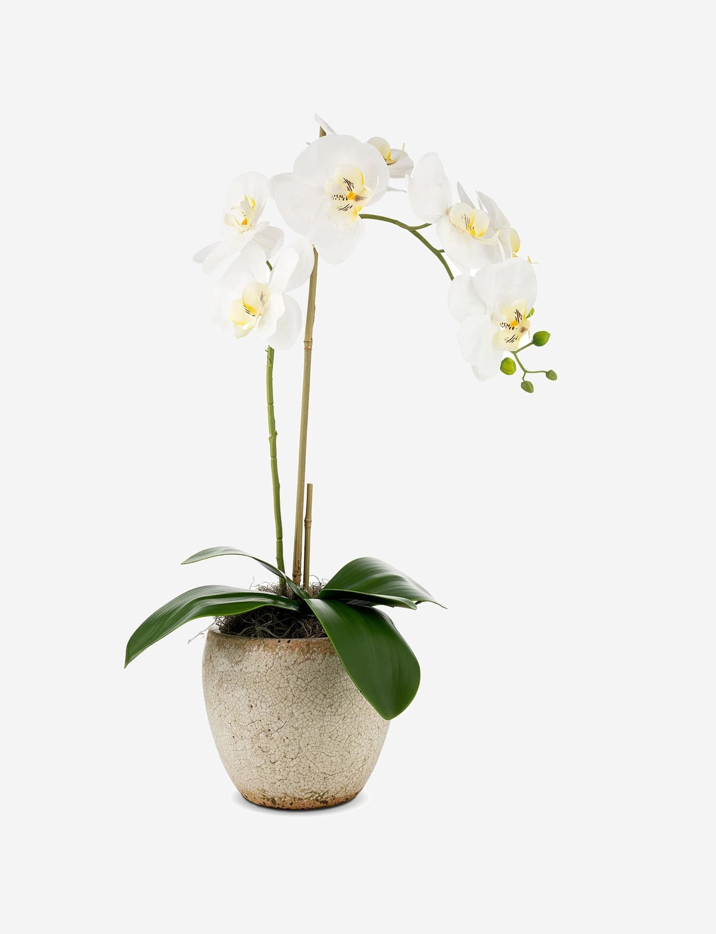 Ozur Orchid Arrangement