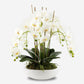 Terra Orchid Arrangement