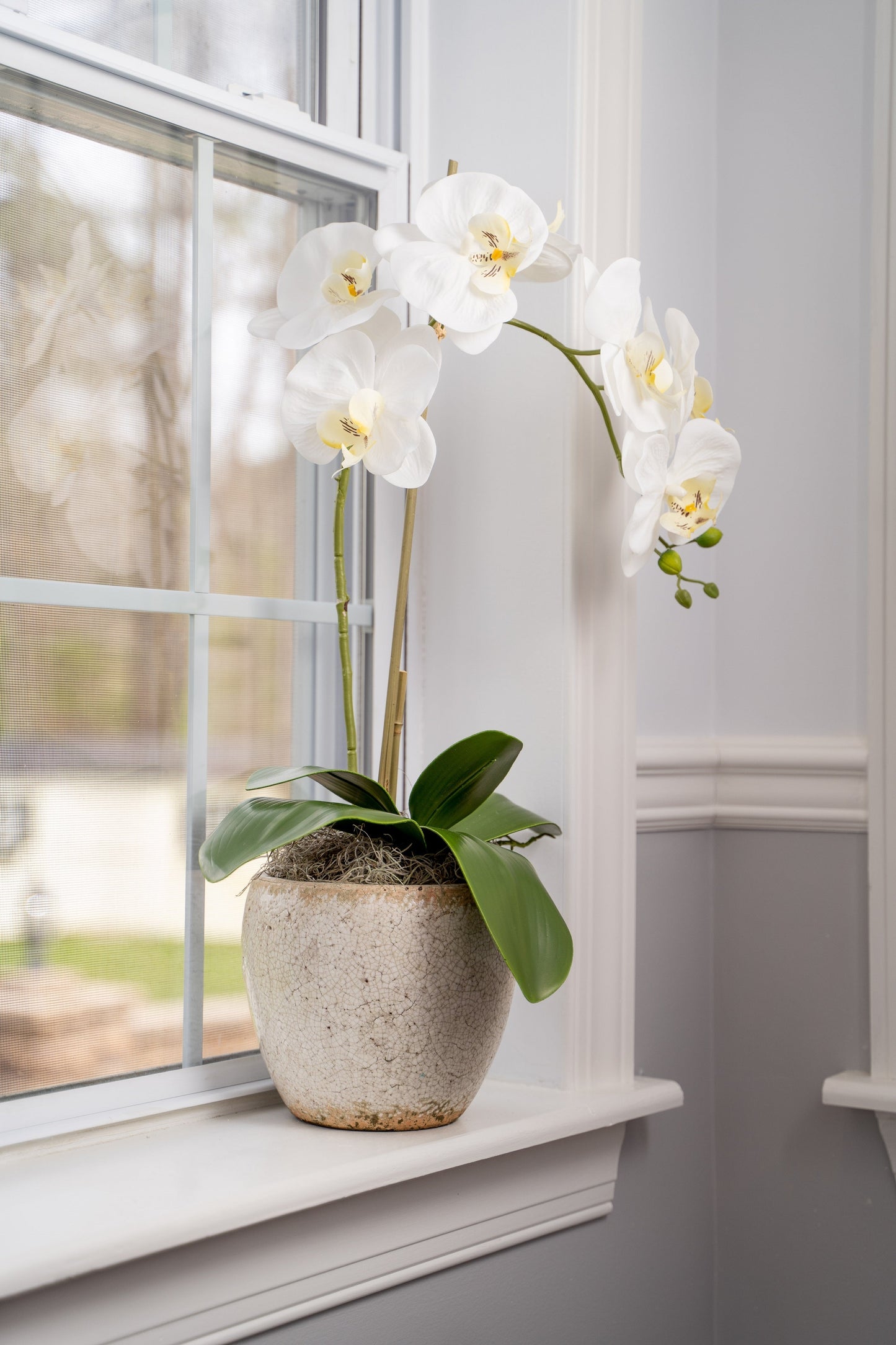 Ozur Orchid Arrangement